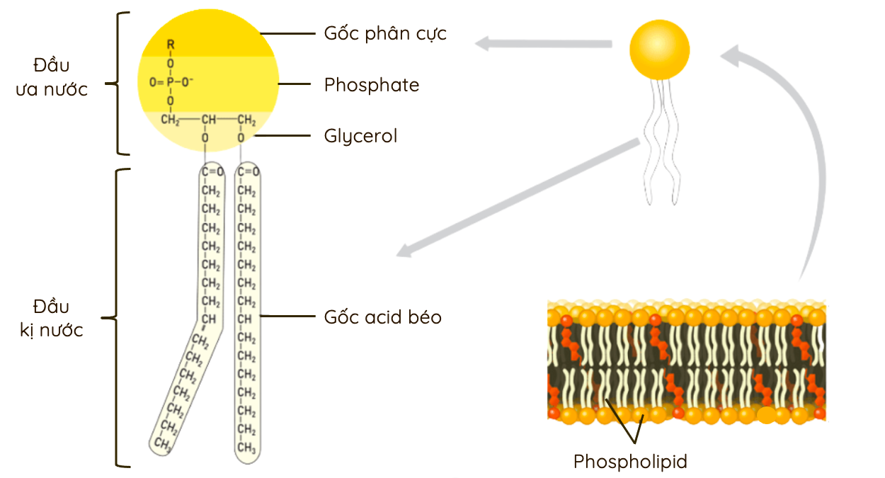 Phospholipid cấu trúc nên màng tế bào